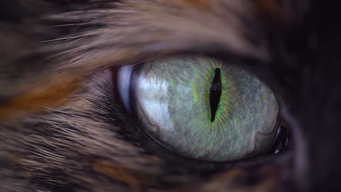 cat eye beautiful animals eye