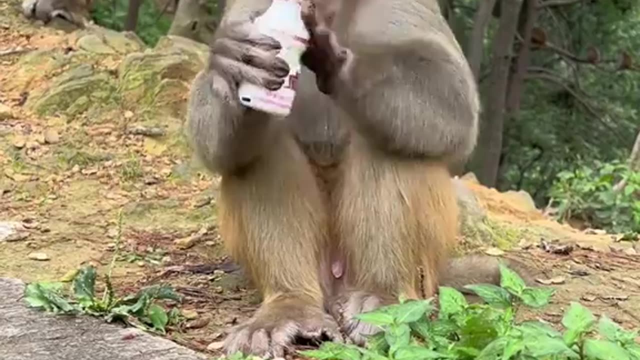FUNNY MONKEY WHO LIKE CLEANING 😂😂