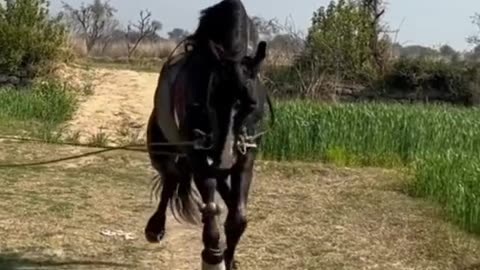 Horse dance