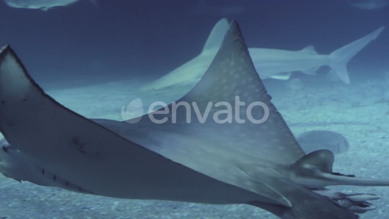 Stingrays and Sharks in the Oceanarium