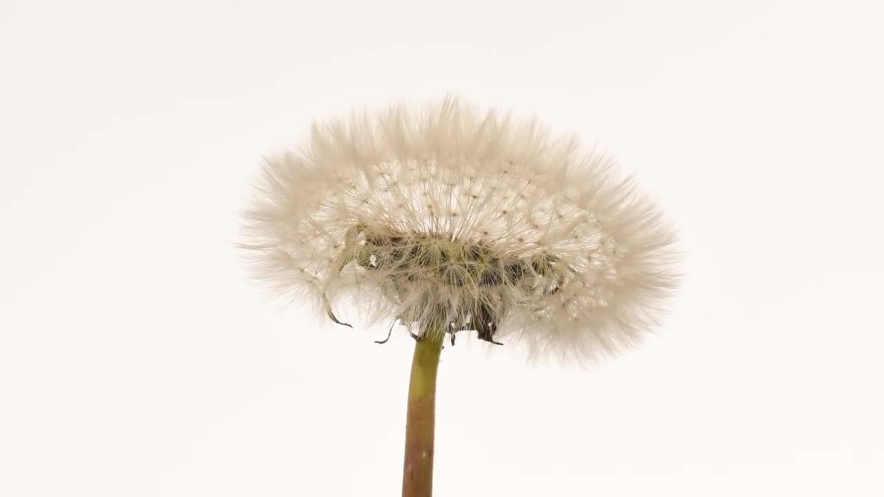 Dandelion time lapse flower to seedhead blowing away 4K