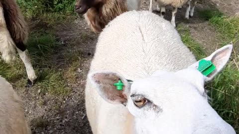 sheep showing tongue