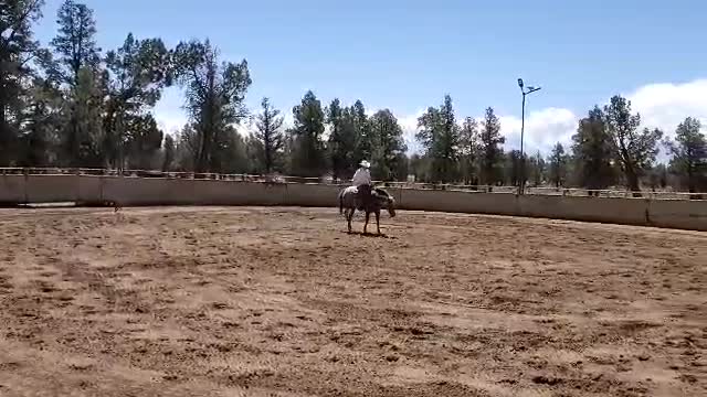 Cutting bred stock horses