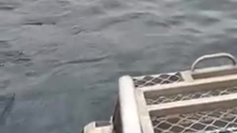 Cage diving with Great white sharks