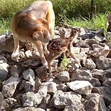 deer and cat❤😧😲