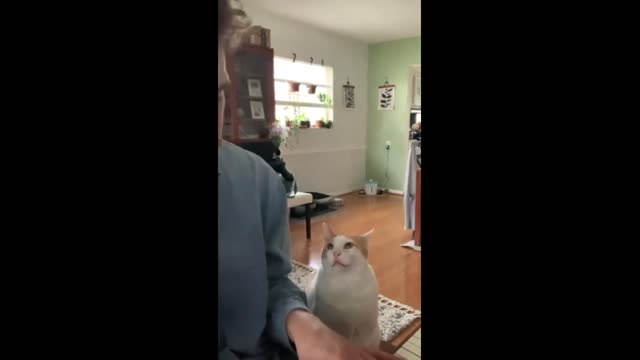 Cat asks to cuddle with owner because he enjoys listening to the piano.