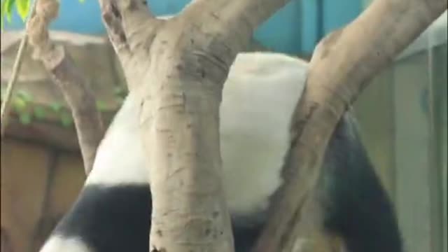 Here comes the panda cub