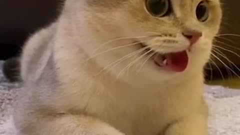 Funny cat ||cute cat||