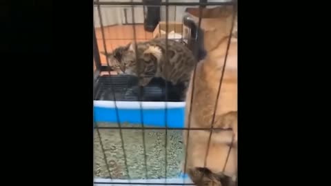 Funny/Cute Animal Moments Part 9