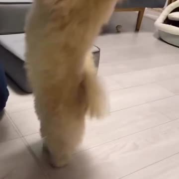 You can't stop watching this dog. 🙄👀