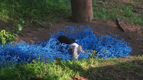 Puppy playing with blue net in nature