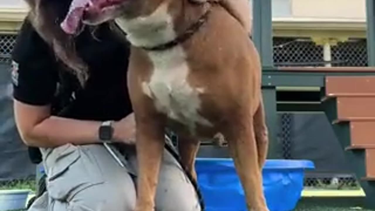 If you have a dog it's a lifetime responsibility