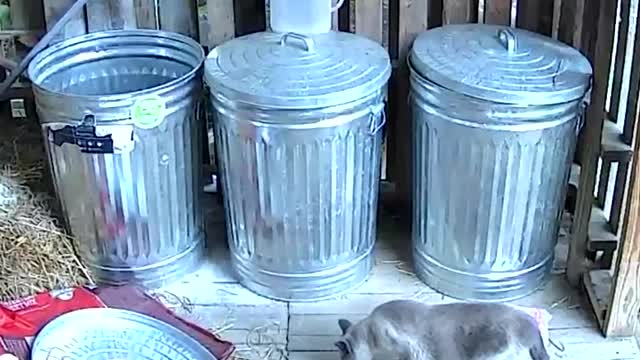 Thieving Groundhog and Baby Come for Chicken Feed