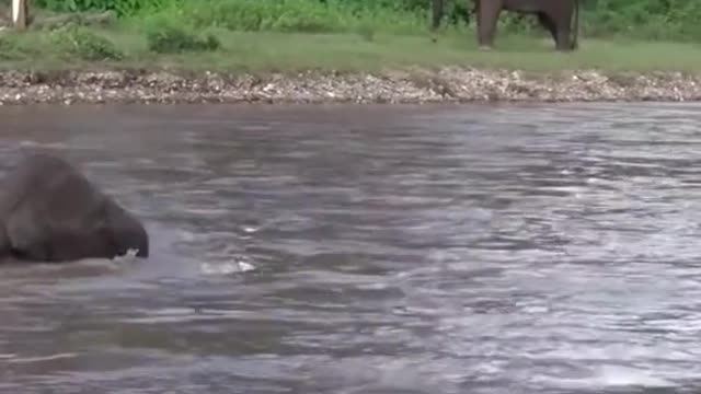 Wait till the end #elephant #respect #foryou #fyp #help #amazing #animals