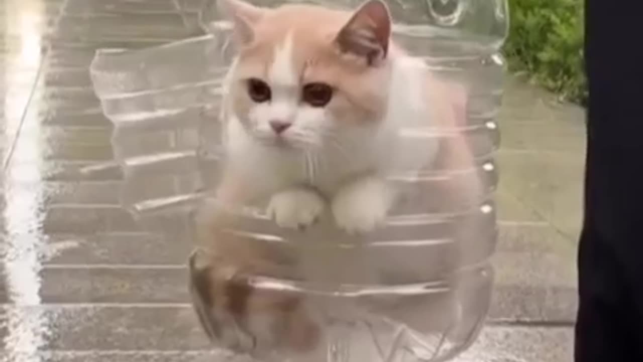 Cat Lover