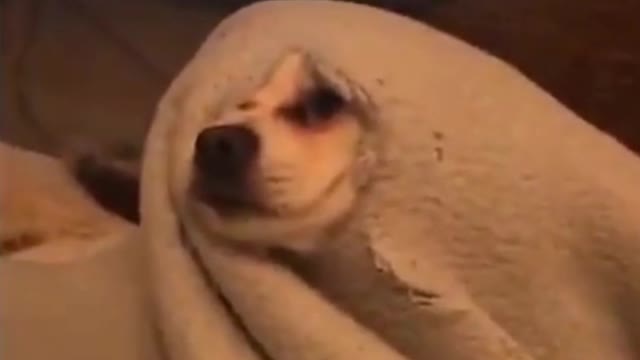 Try not to laugh!#4