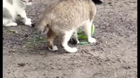 Little Cat vs Little Green Snake！