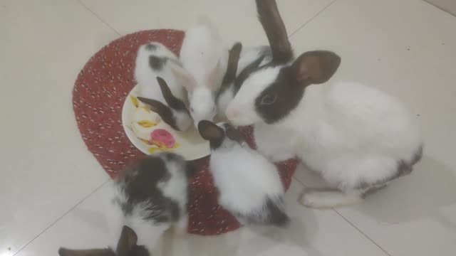 Small baby rabbit lunch hour with her mother, grand mother and brother and sister