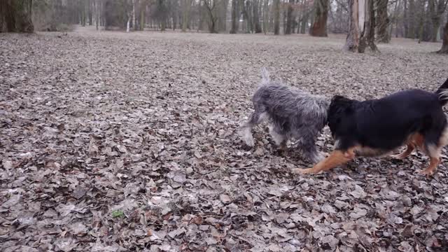 Two Dogs Playing With Each Other