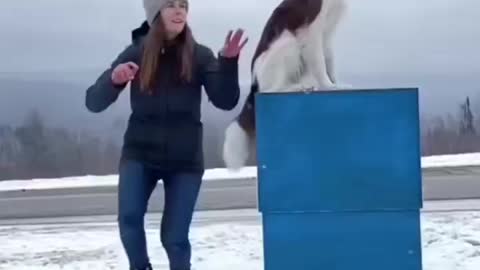 Dog flip