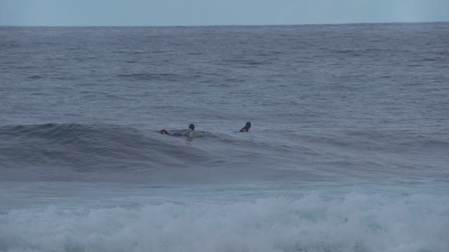 Surfers See Shark and Make For Shore