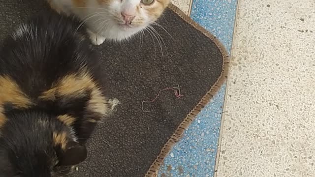 my cat was sleeping
