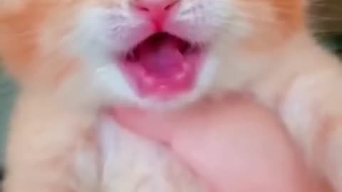 Baby Cats - Cute Funny Cats Videos