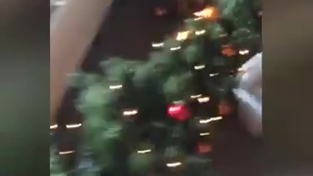 Funny naughty cat moments