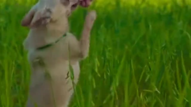 Cute and funny dog videos