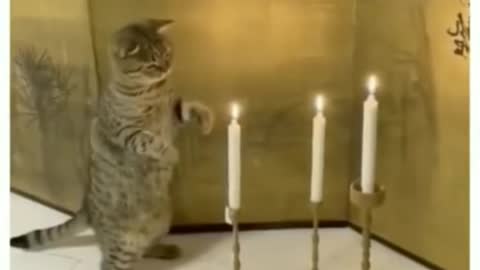 Funny stories about animals