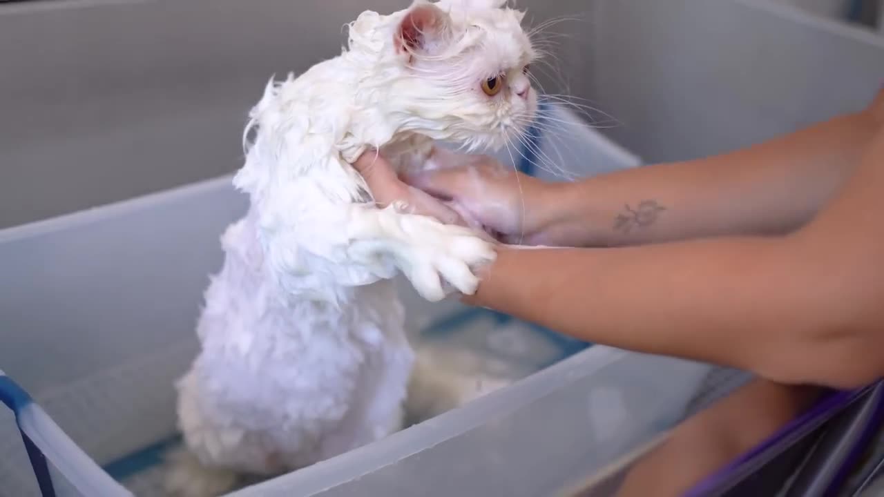 I've never seen such a lovely cat!!😻🛁✂️