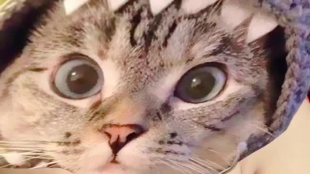 Cat Trending