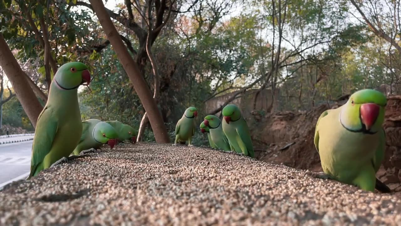 Parrots of Jawaharlal Nehru University. #jnucampus #parrots #asmr