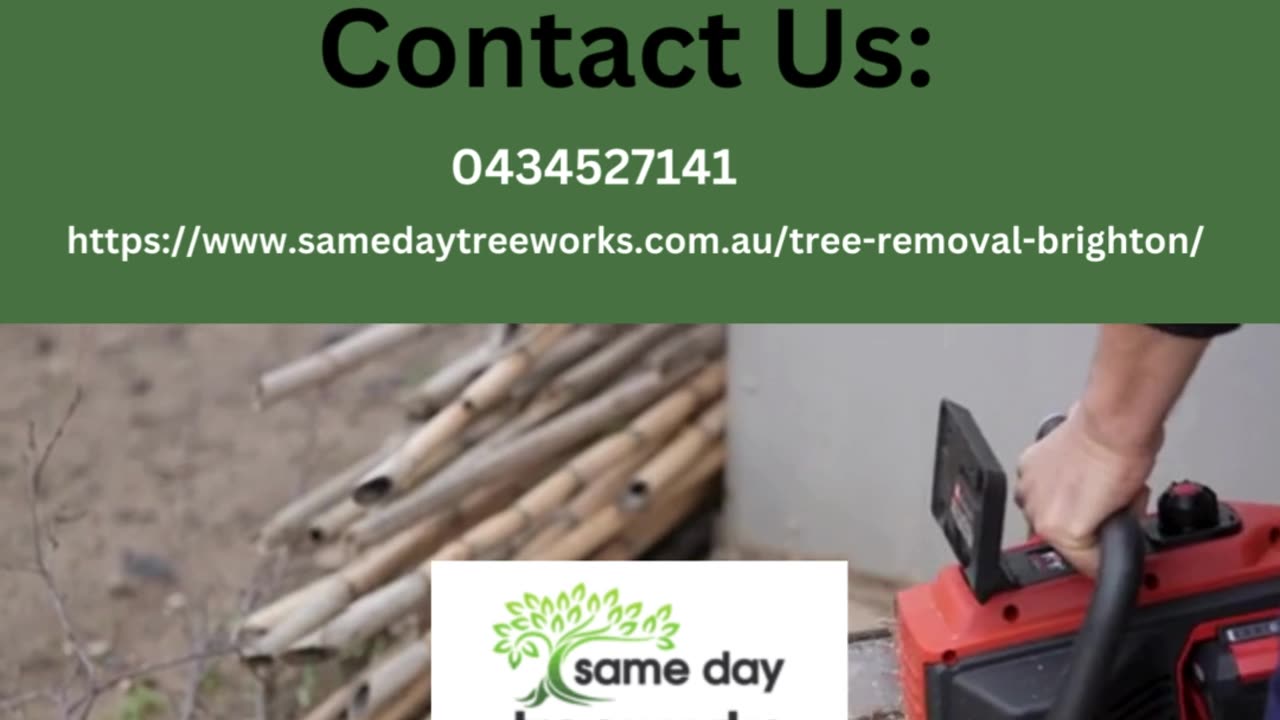 Expert Tree Removal in Brighton: Trust Us for Professional Solutions