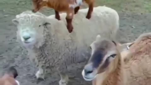 #babygoat