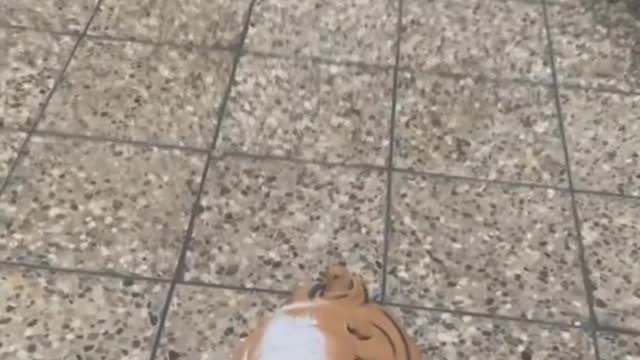 Dropping Toy