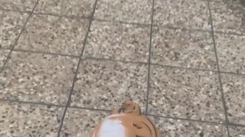 Dropping Toy