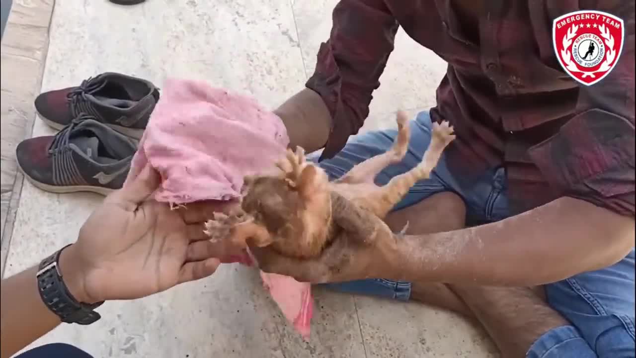 Pets Rescue | Rescue a Tiny Kitten from Sewer Line & Crying for Help