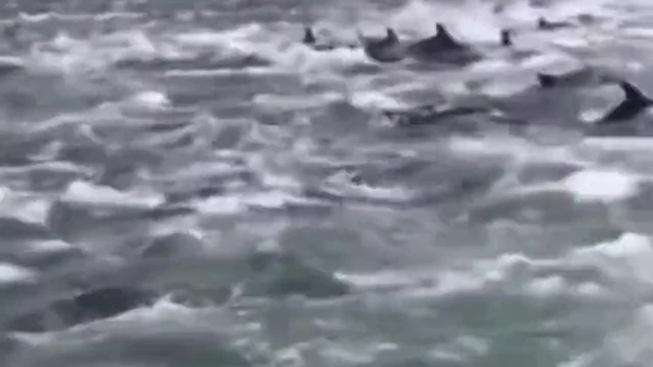 South Africa after strange clouds whales and dauphins swim in formation.