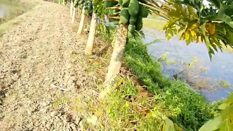 papaya for 1 tree