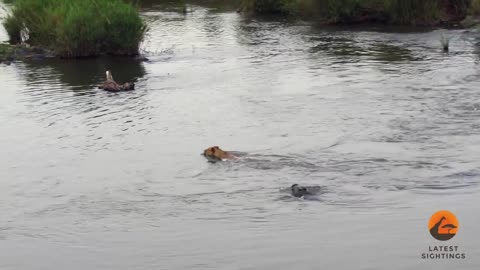 Crocodile Attacks a Male Lion - Latest Wildlife Sightings