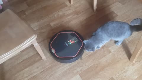 Talking robot vacuum cleaner Volodya Swears at the cat.