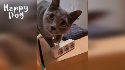 Смешные Животные Собаки Смешные Коты Приколы с котами Забавные Животные