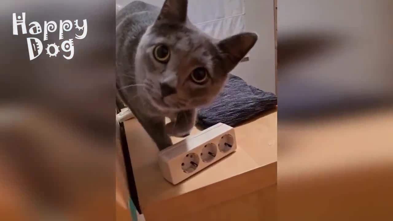 Смешные Животные Собаки Смешные Коты Приколы с котами Забавные Животные