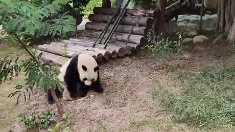 The panda