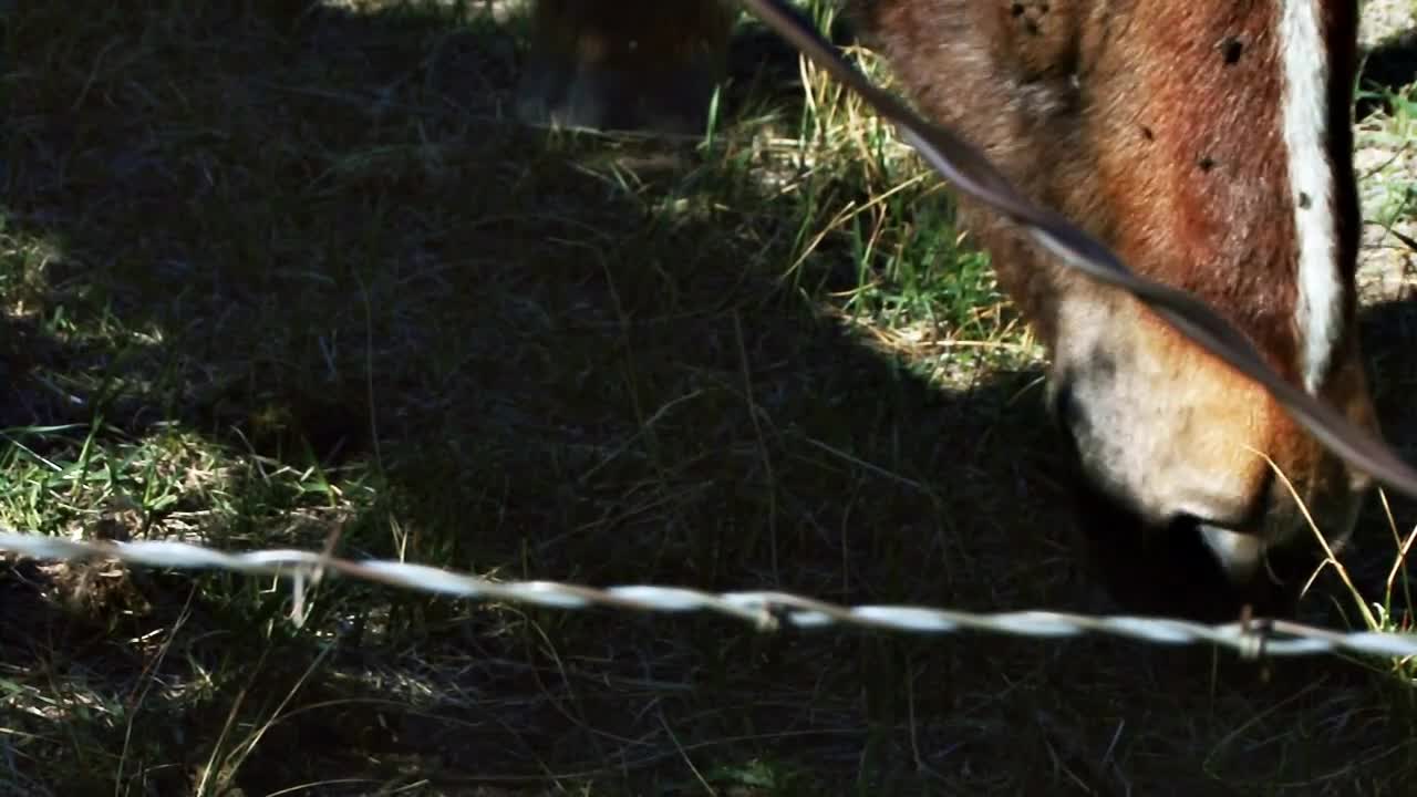 Rack Focus From Barbed Wire to Horse Eating Grass