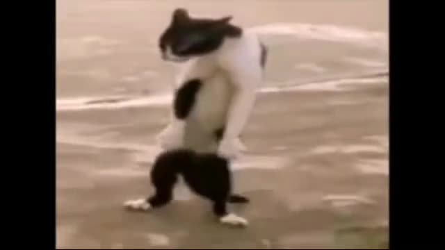 Funny videos of dancing animals