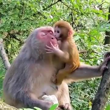 Monkey Mother Love With Baby | Cute Monkeys