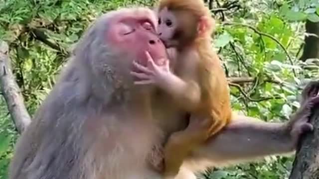 Monkey Mother Love With Baby | Cute Monkeys