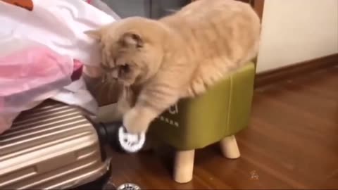 Cat Play With Box Wheel